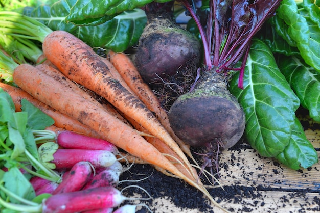 Biologische groenten vers geoogst uit de tuin