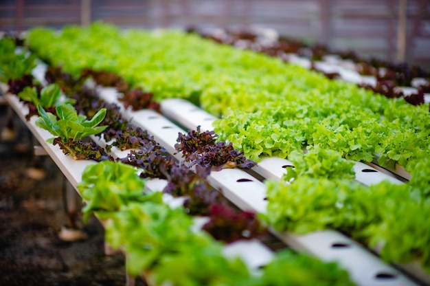 Biologische groentesalade tuin