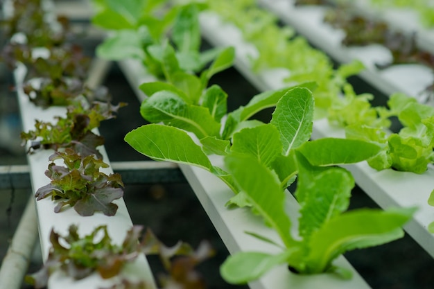 Foto biologische groentetuinen hydroponische tuinen groenten en gezond eten