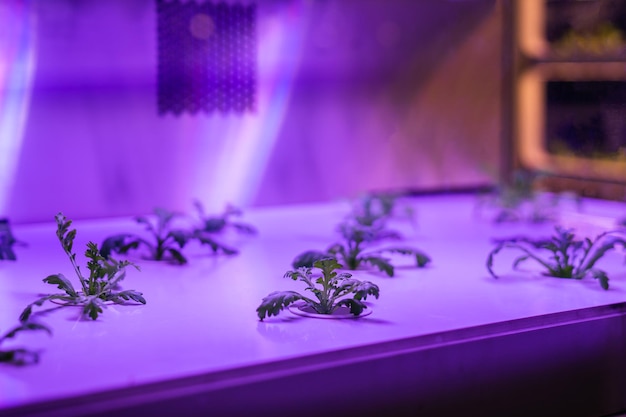 Biologische hydrocultuur groente kweken met LED Light Indoor farm