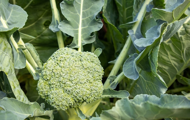 Biologische jonge broccoli plant groeit in de tuin Verse kool met bladeren Close-up en bovenaanzicht