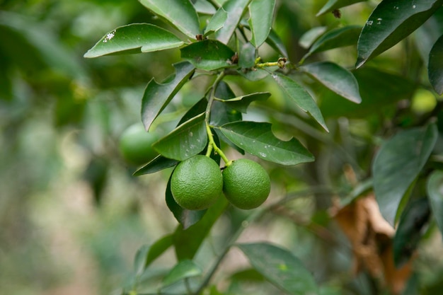 Biologische kalkplantage in de Peruaanse jungle