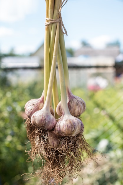 Biologische knoflook, verse knoflook geïsoleerd