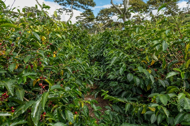 Biologische koffieboerderij in de bergen van Chiriqi met rode koffiekersen klaar voor de oogst, Panama
