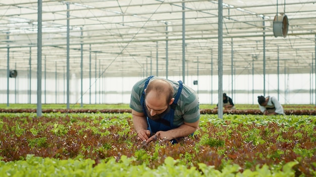 Biologische landarbeider in kas inspecteert slaplanten die vóór de oogst op schade of ongedierte controleren. Diverse arbeiders in een hydrocultuuromgeving die zorg dragen voor gewassen die zijn geteeld zonder pesticiden.