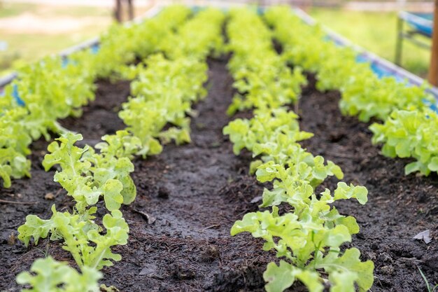 Biologische landbouw groene eiken sla op grond in de tuin