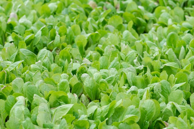 Biologische landbouw, zaailingen groeien in de kas.