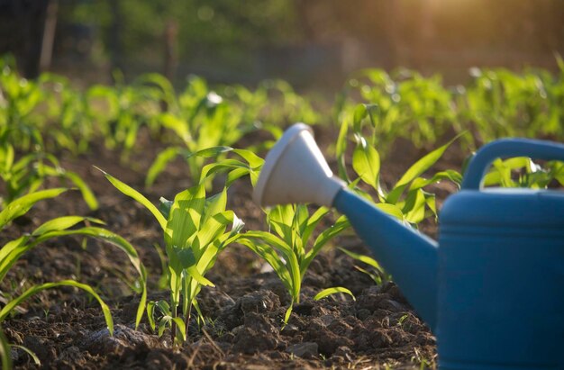 Biologische maïs geplant en gieter in de tuin met fel ochtendzonlicht