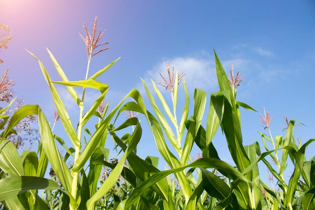 Biologische maïs geplant in de tuin met fel ochtendzonlicht