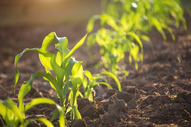 Biologische maïs geplant in de tuin met fel ochtendzonlicht