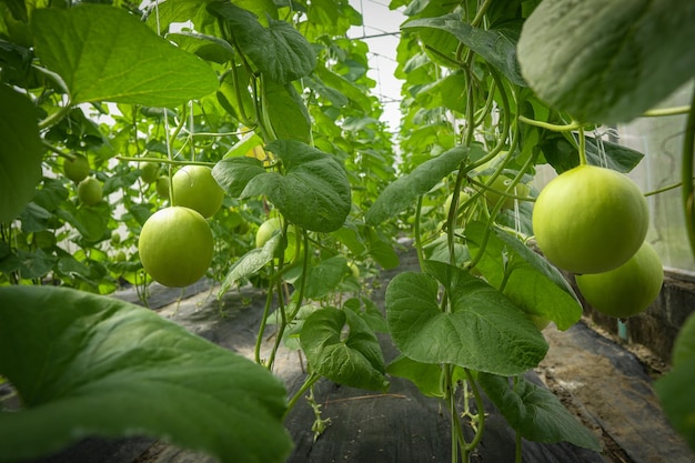 Biologische meloenen geteeld in gecontroleerde gebieden in Thailand, Selecteer focus.