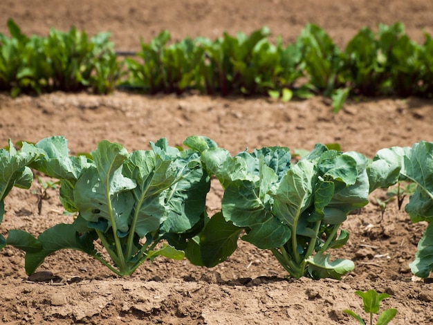 Biologische moestuin in de verte.