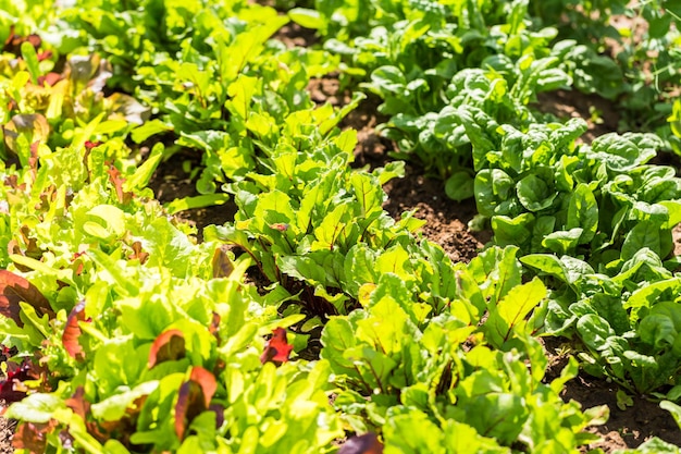 Biologische moestuin in de vroege zomer.