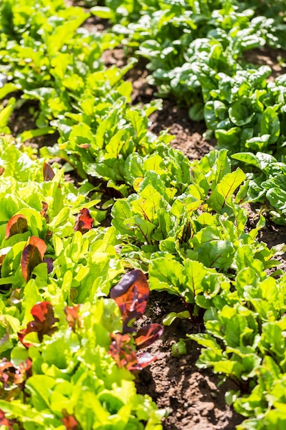 Biologische moestuin in de vroege zomer.