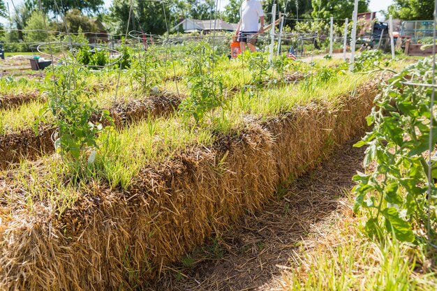 Biologische moestuin in de vroege zomer.