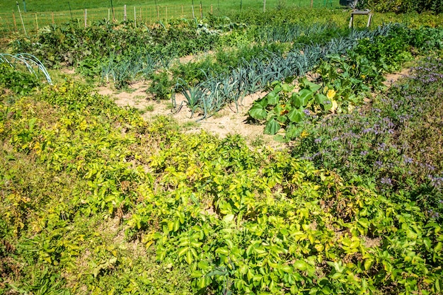 Biologische moestuin met rijen plantages