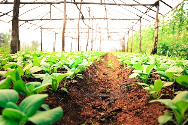 Biologische moestuin