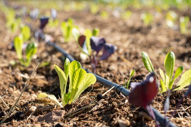 Biologische moestuin