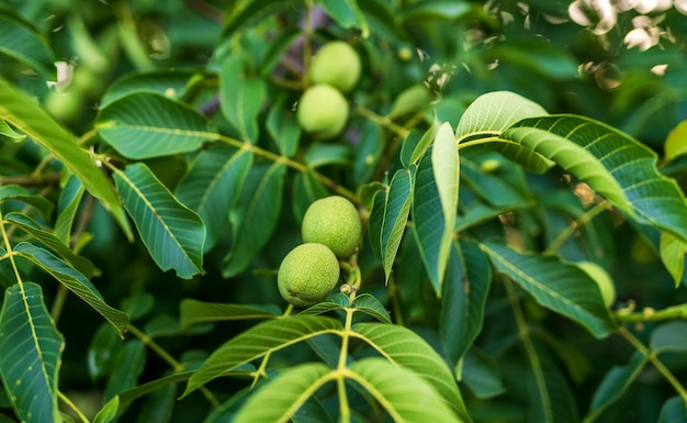 Biologische noten groeien op de tak Groene boom van walnoten