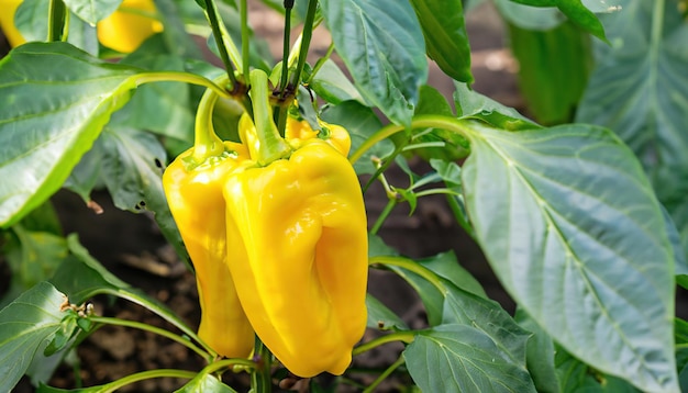 biologische paprika's groeien in de tuin