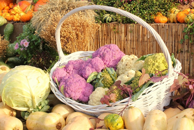 Biologische pompoen en bloemkool in rotanmand op landbouwbeurs. Herfst concept oogsten. Ga