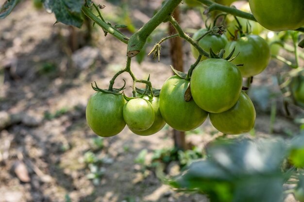 Biologische rauwe tomaten hangen aan de tuin close-up shot