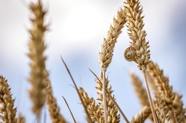 Biologische rijpe gerst spikes in het veld