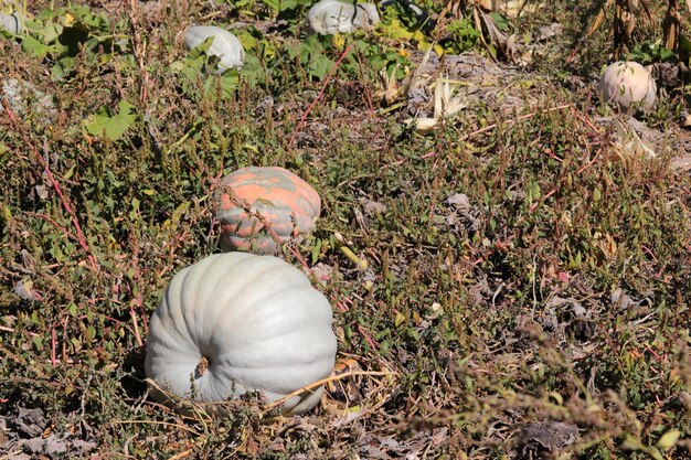 Biologische rijpe pompoenen tijdens de oogst