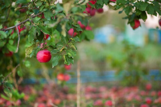 Biologische rode appels in een mand onder een boom in de tuin tegen een onscherpe achtergrond Oogsten