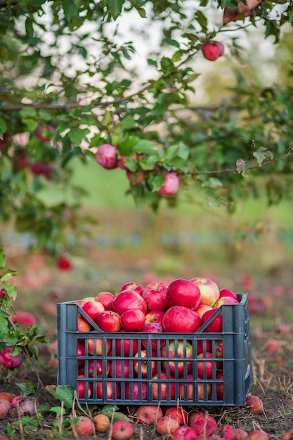 Biologische rode appels in een mand onder een boom in de tuin tegen een onscherpe achtergrond