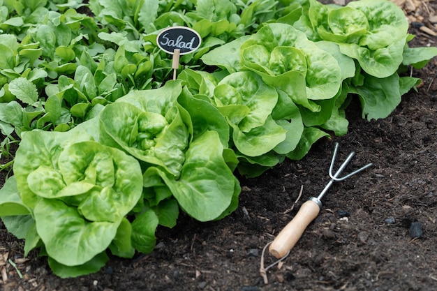 Biologische salade groeien in de moestuin thuis