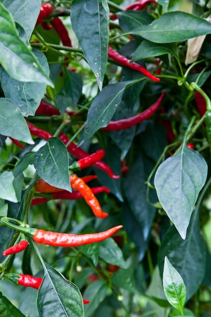 Foto biologische teelt van rode paprika, zonder bestrijdingsmiddelen