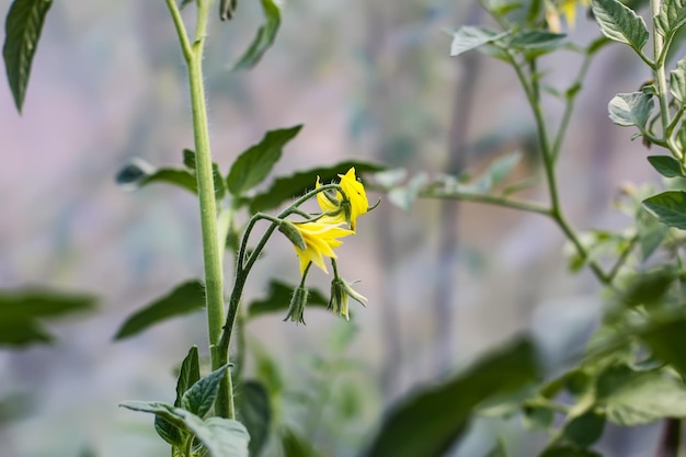 Biologische tomaten geteeld in een kas