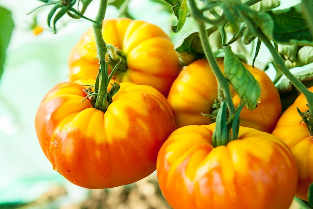 Biologische tomaten in een kas