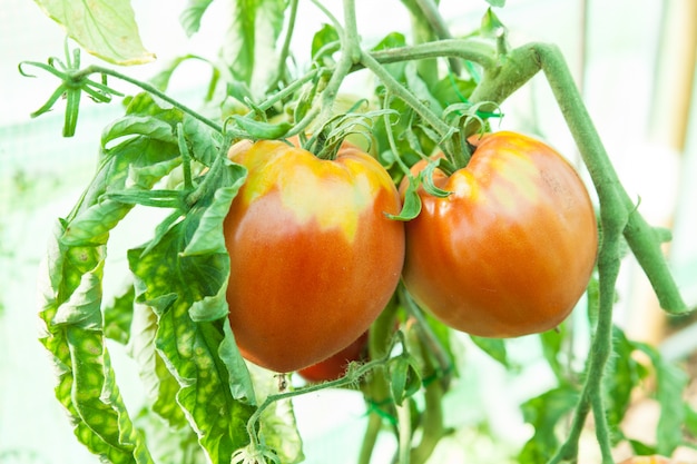 Biologische tomaten in een kas