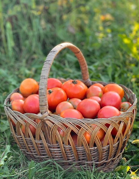 biologische tomaten in een mand