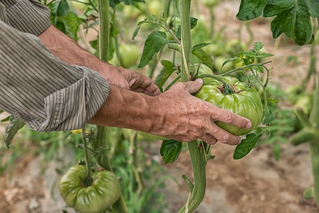 Biologische tomaten oogsten in de tuin