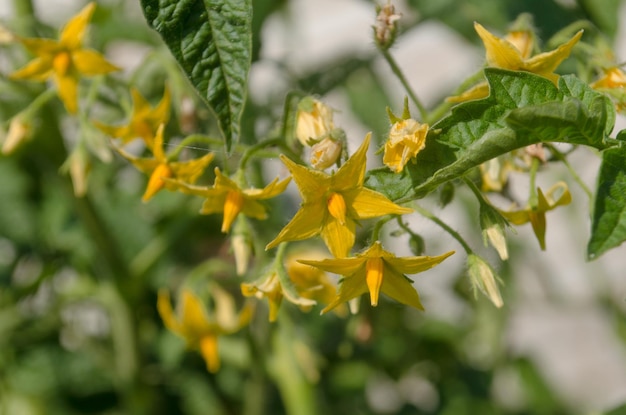 Biologische tomatenplant en bloemen Tomatenplant met groene bladeren in de moestuin