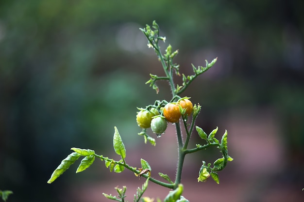 Foto biologische tomatenplant groeit in kas verse bos rode natuurlijke tomaten op plant