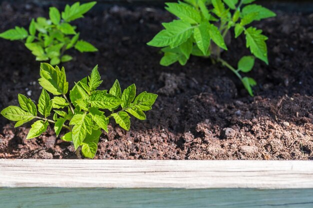 Biologische tomatenplanten en kruiden in houten kist voor in de tuin of op het terras