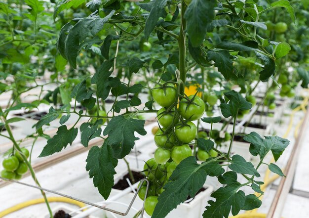 Biologische tomatenzaailingen in de kas. tomatenteelt