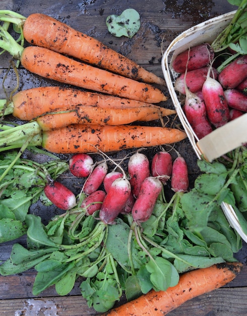 Biologische vuile wortelen en radijs, vers geoogst in de tuin en op een plank gelegd