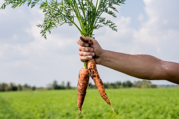 Biologische wortels telen. Wortelen in de handen van een boer.