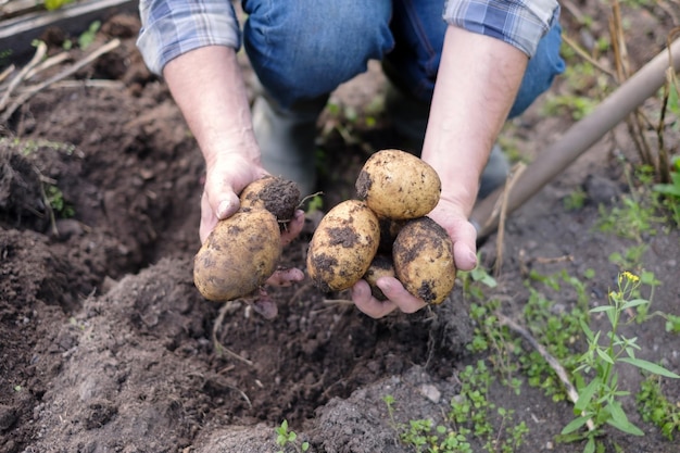 Biologische zelfgemaakte groenten oogst aardappelen Man toont oogst