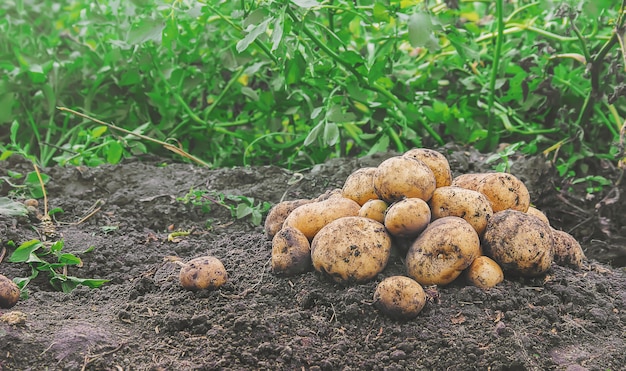 Biologische zelfgemaakte groenten oogsten aardappelen. Selectieve aandacht.