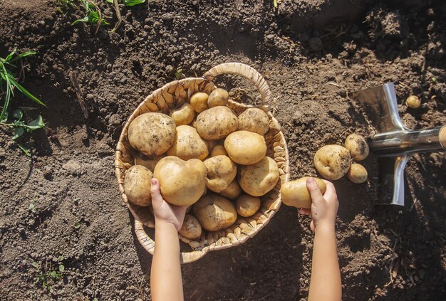 Biologische zelfgemaakte groenten oogsten aardappelen. Selectieve aandacht.