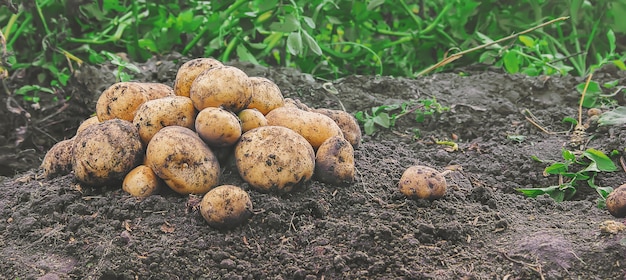 Biologische zelfgemaakte groenten oogsten aardappelen. Selectieve aandacht.