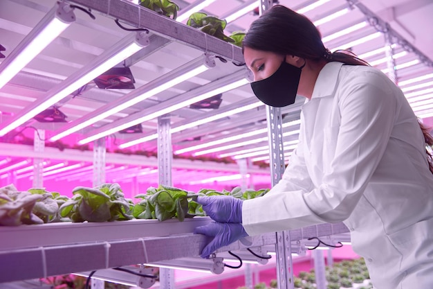 Biologist checking plants in greenhouse