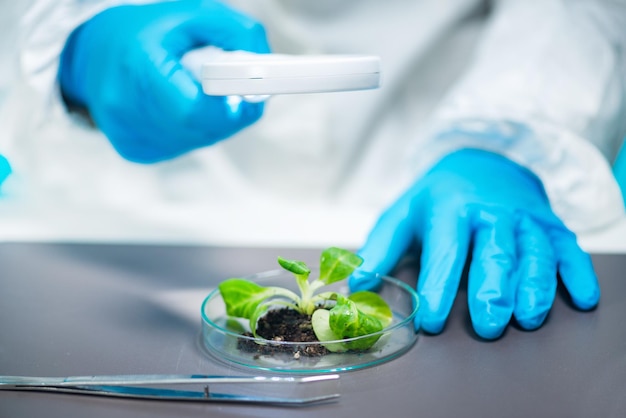 Photo biologist examining plant roots