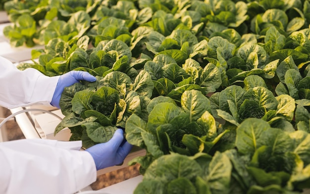 Biologist at hydroponic table with lettuce